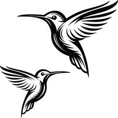 vector illustration of a hummingbird