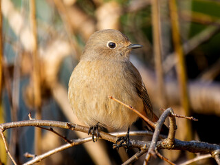 枝にとまるジョウビタキ