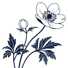 anemone white with leaves