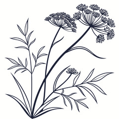 black and white allium schoenoprasum