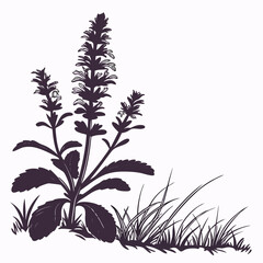 black and white ajuga reptans