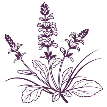 vector illustration of ajuga reptans