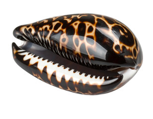 A beautiful cowrie shell, smooth and patterned, isolated on a white background, for ocean decor.