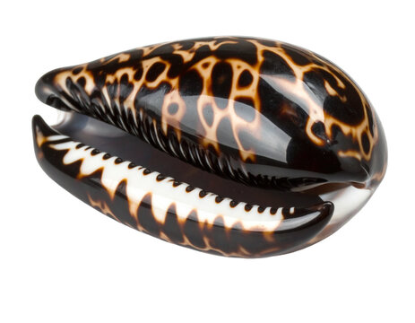 A beautiful cowrie shell, smooth and patterned, isolated on a white background, for ocean decor.