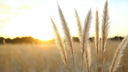 Naklejka premium Golden grass swaying gently in soft breeze at sunset, creating serene atmosphere