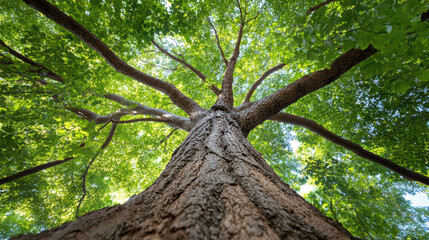 Fototapeta premium Majestic tree with thick trunk and sprawling branches reaching towards sky, surrounded by