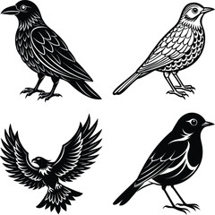 vector drawing birds of North America, set of elements isolated at white background, hand drawn illustration
