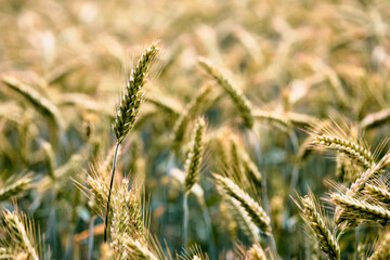 Fields of golden wheat sway gently under the warm sun during harvest season in a rural area