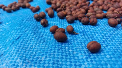 the process of drying coffee beans using traditional methods with sunlight to reduce the moisture content of the coffee beans