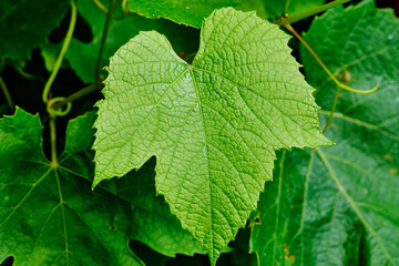 Close-up view of a healthy green grape leaf showing intricate textures and vibrant color in a natural environment