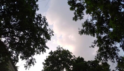 Obraz premium Canopy view of sky through trees