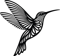 hummingbird vector illustration