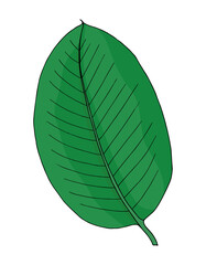 Tropical green ficus leaf in doodle style. Hand drawn vector isolated element for design.
