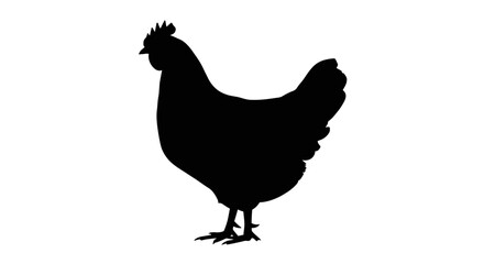 Elegant chicken silhouette in black, perfect for farm designs, rustic logos, and poultry branding projects