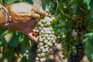 Farmer's hands harvesting ripe grapes in vineyards