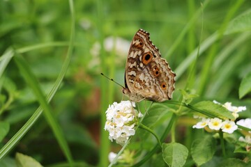 Lemon pansy butterfly (Junonia lemonias) on white flower