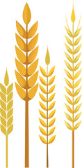 Four golden wheat stalks with detailed grains on white background