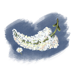 ดอกหางหมา