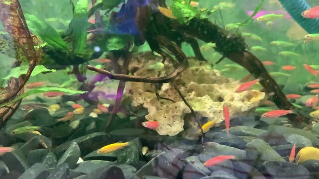Aquarium fish. Beautiful and colorful of small fish. Danio rerio fish in aquarium