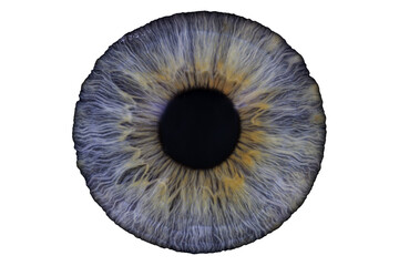 eye iris with no background