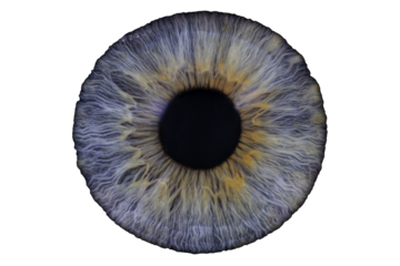 eye iris with no background