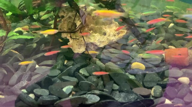 Aquarium fish. Beautiful and colorful of small fish. Danio rerio fish in aquarium