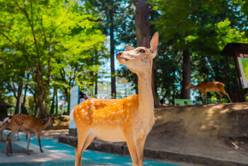 Wild deer near temple in Nara, Japan