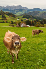 Brown Swiss cows grazing in autumn pasture, with Saentis peak in the distance, Appenzellerland, Switzerland