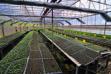 Naklejka premium Inside of the big greenhouse that full of growing plants. This plastic covered building design for protect the plants from insects.
