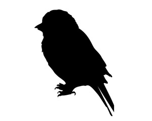 silhouette of a bird