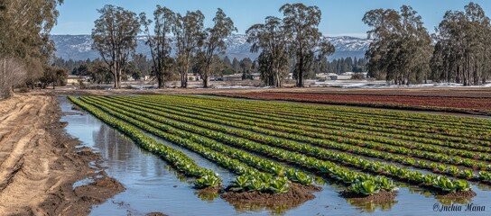 Agricultural field with flooded rows of crops under a clear sky