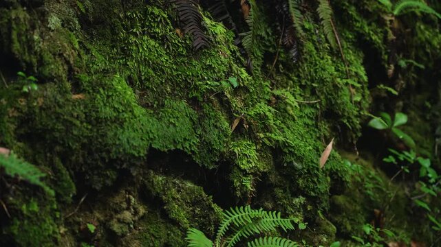 Moss-Covered Stone Marker Path on the Koyasan Choishimichi Pilgrimage Trail &ndash; Katsuragi, Wakayama　「苔むす高野参詣道 町石道」和歌山県かつらぎ町