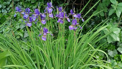Delicate purple irises bloom amidst a backdrop of rich green foliage, creating a stunning contrast and inviting the viewer to explore the peaceful garden setting.
