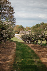 path in the countryside apple blossom