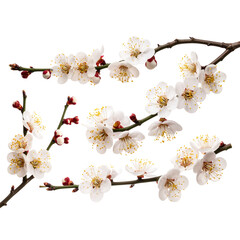 Plum blossoms branches isolated for chinese new year 