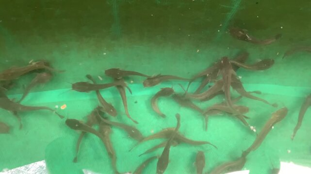 Catfish seeds released into a pond. Little catfish in the pond. Fish farmer release catfish