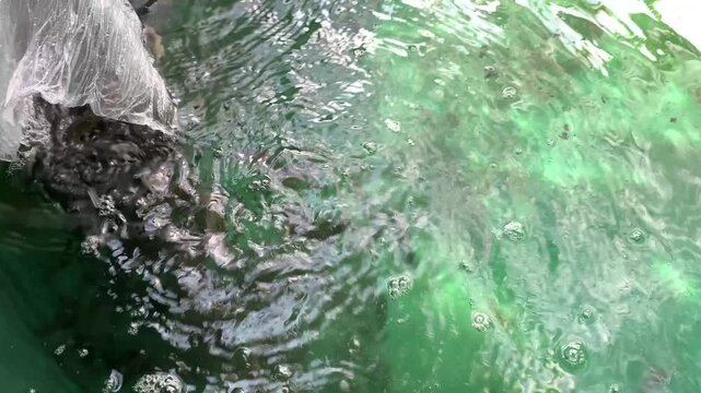 Catfish seeds released into a pond. Little catfish in the pond. Fish farmer release catfish