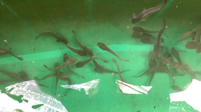Catfish seeds released into a pond. Little catfish in the pond. Fish farmer release catfish