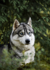 Gray siberian husky dog in the forest