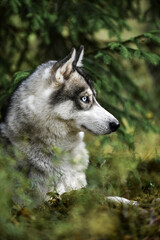 Gray siberian husky dog in the forest
