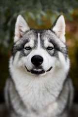 Gray siberian husky dog in the forest