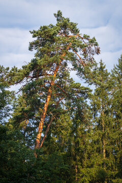 Ch&acirc;teau du Falkenstein in France