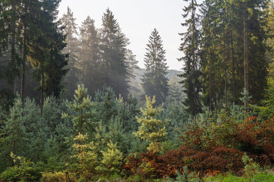 Ch&acirc;teau du Falkenstein in France