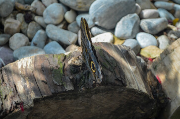 Owl Butterfly Resting with Eye Spot Pattern on Tree Trunk