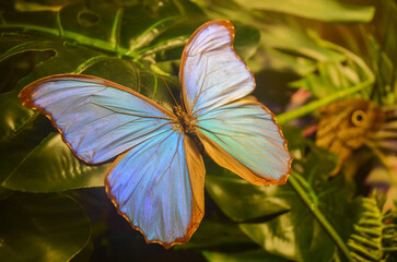 Brilliant Blue Morpho Butterfly Resting on Leaf © enesdigital