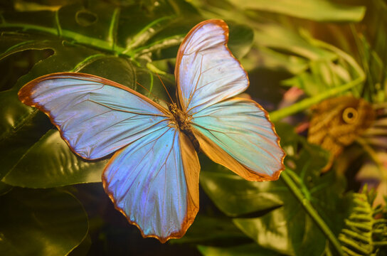 Brilliant Blue Morpho Butterfly Resting on Leaf