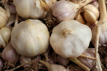 Close-up of fresh organic garlic bulbs with dry outer skin, ideal for culinary, medicinal, and agricultural themes. Captured in natural light, emphasizing the texture and purity of the garlic cloves. 
