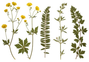 Multiple dried, pressed herbarium specimens of wildflowers and leguminous plants in muted green and brown tones, arranged vertically against a transparent seamless background with no shadows, ultra © Jack