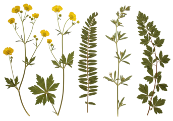 Multiple dried, pressed herbarium specimens of wildflowers and leguminous plants in muted green and brown tones, arranged vertically against a transparent seamless background with no shadows, ultra