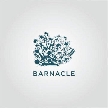 barnacle group vintage hand drawing, vector